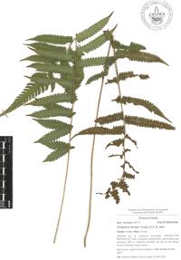 Thelypteris dentata image
